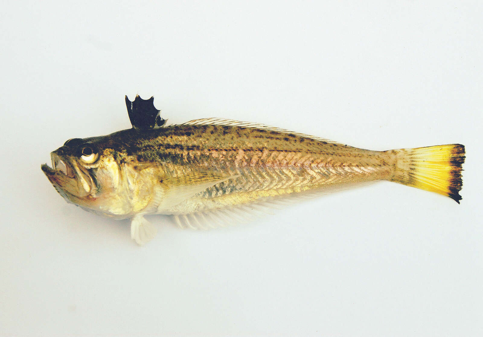 Image of Echiichthys