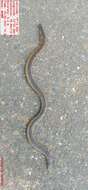 Image of Bombay Earth Snake