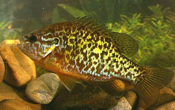 Image of Pumpkinseed