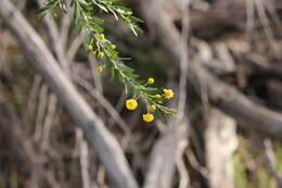 Imagem de Acacia tristis