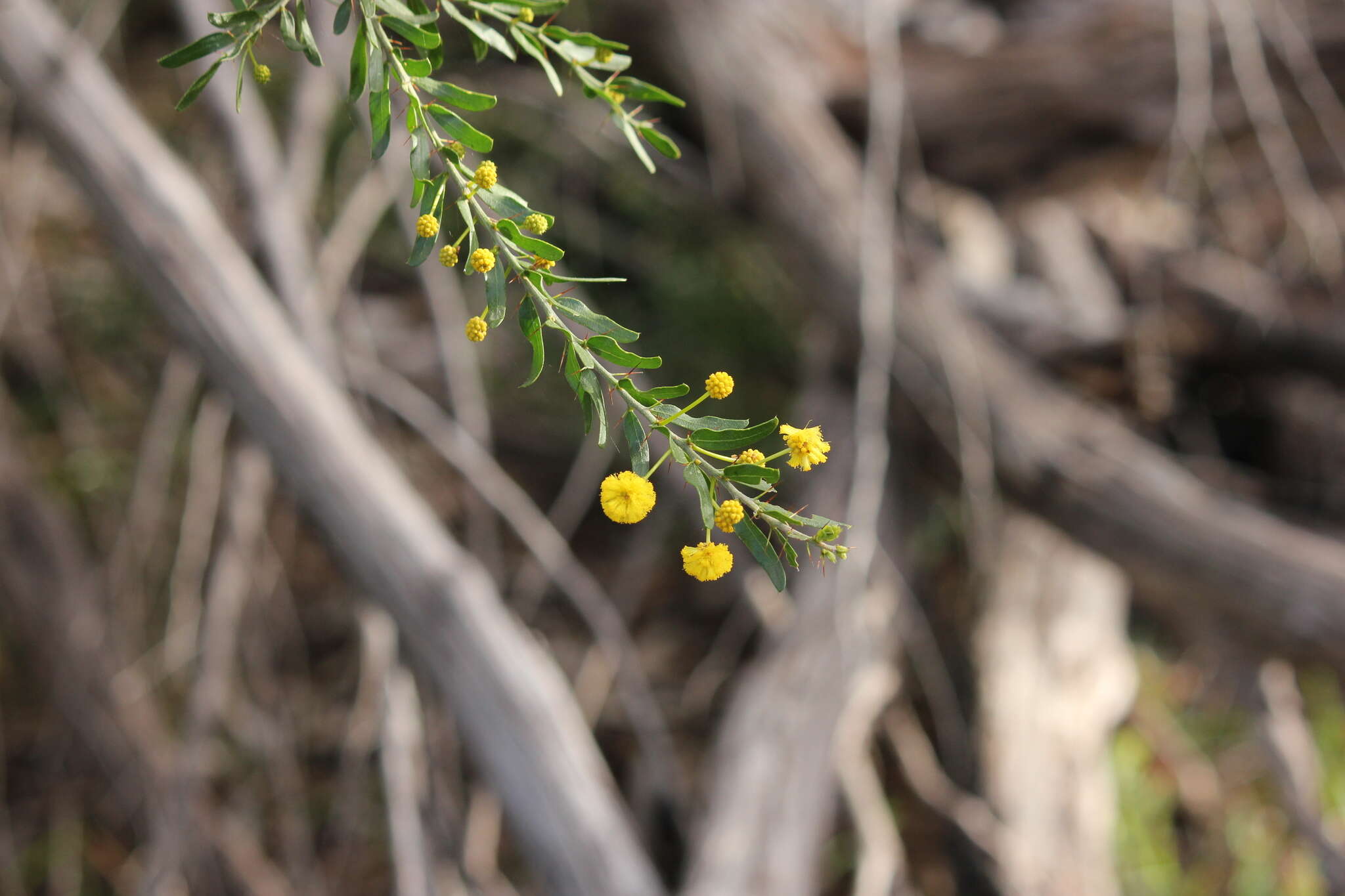 Image de Acacia tristis