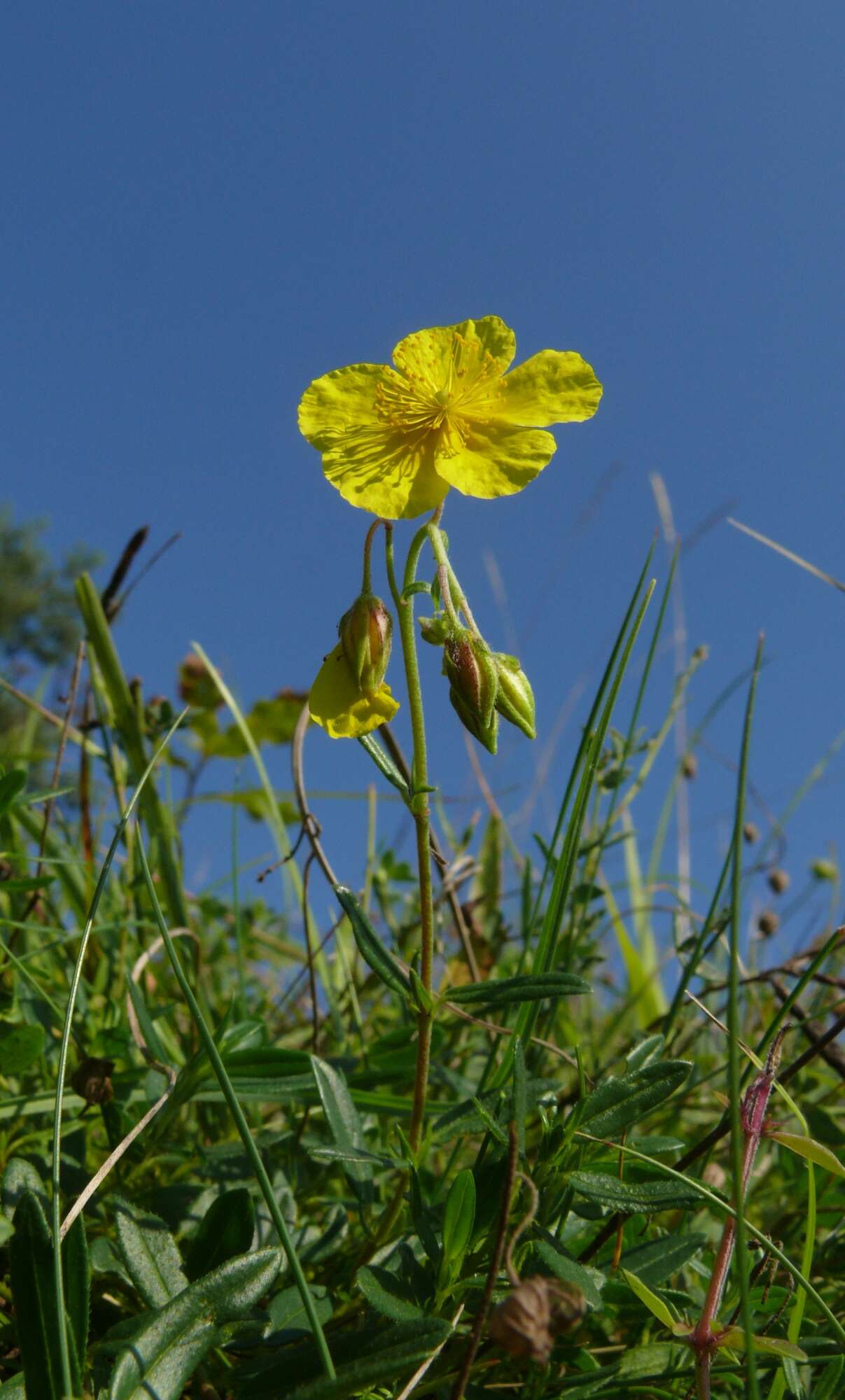 Image of Common Rock-rose