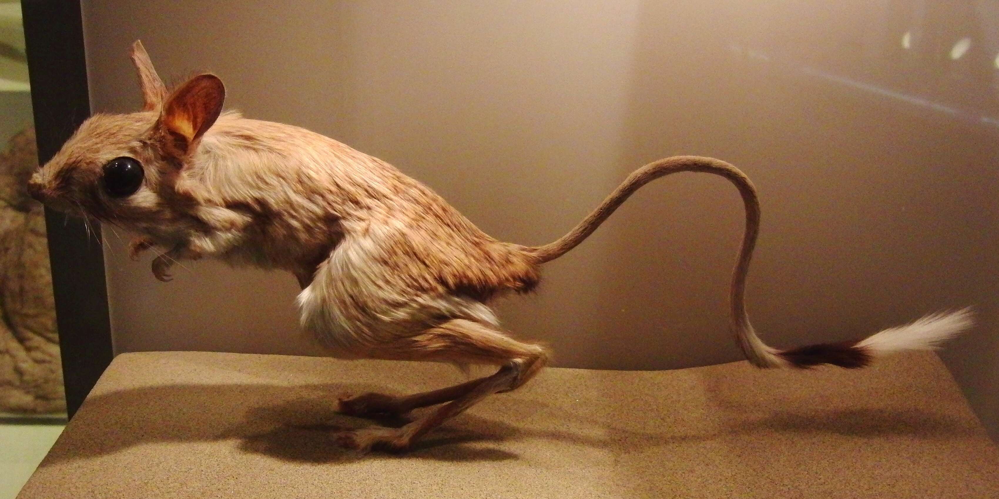 Image of Greater Egyptian Jerboa