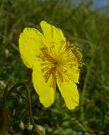 Image of Common Rock-rose