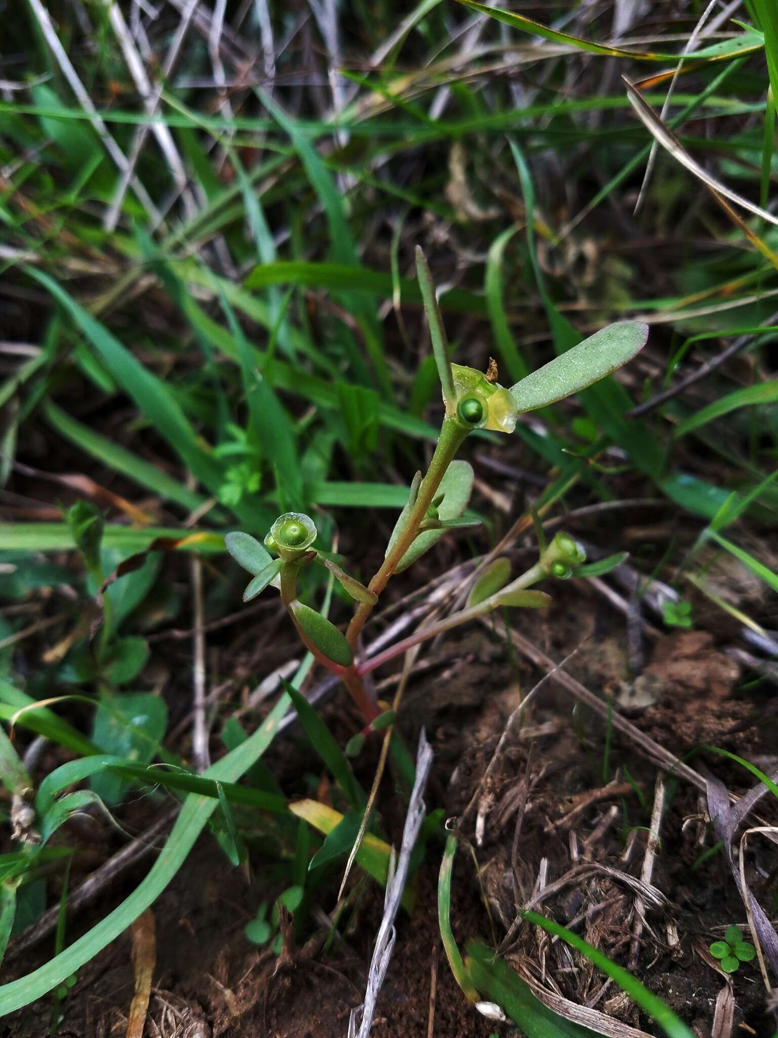 Portulaca umbraticola Kunth resmi