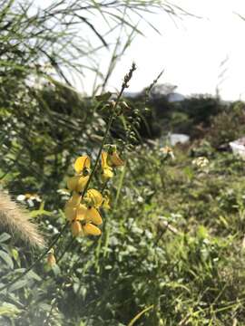 Image of West Indian rattlebox