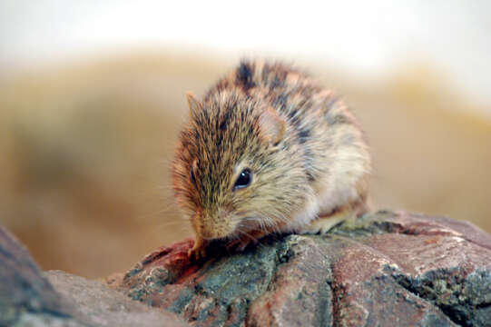 Image of Barbary Lemniscomys