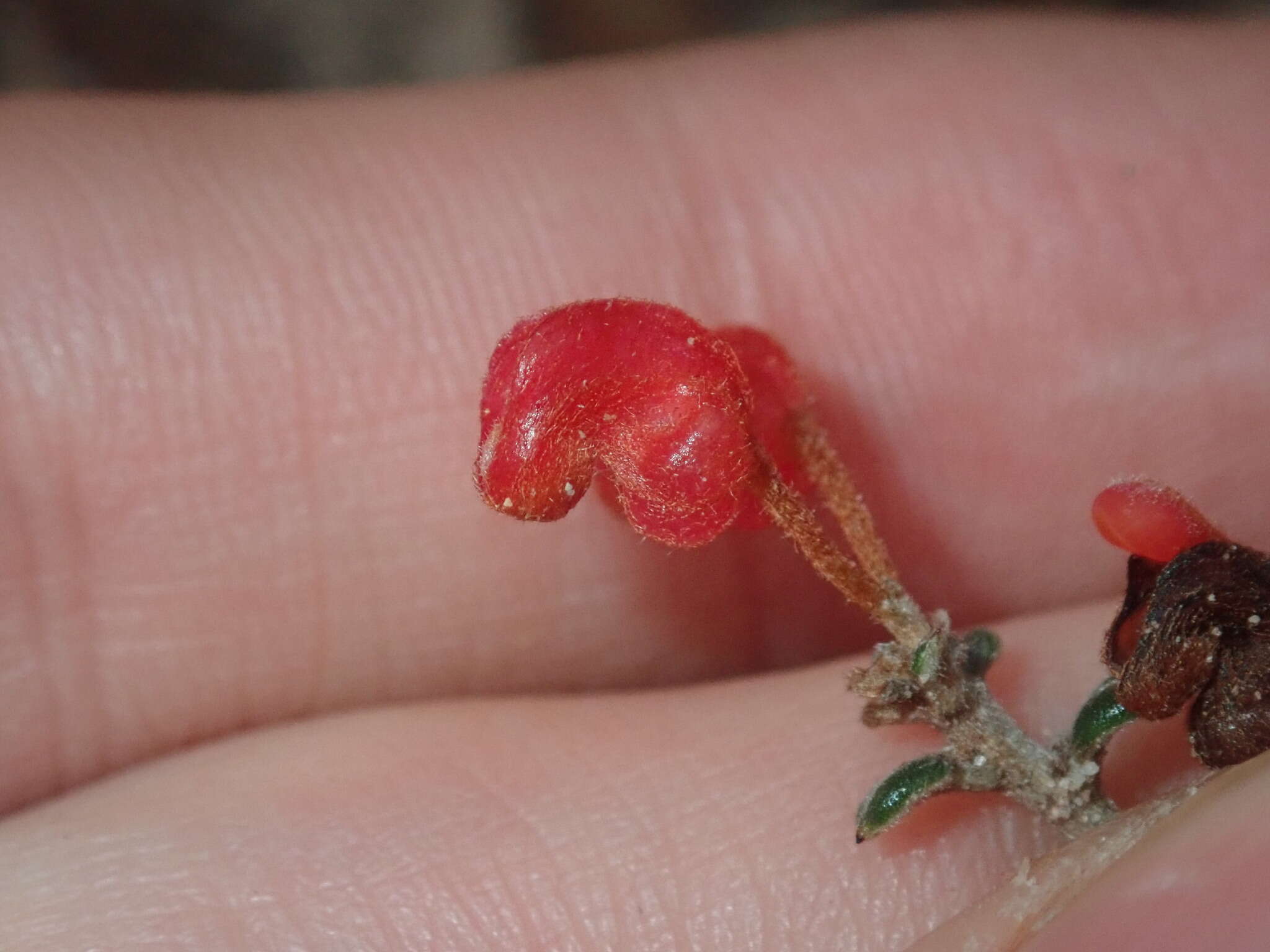 Image of Grevillea crassifolia Domin