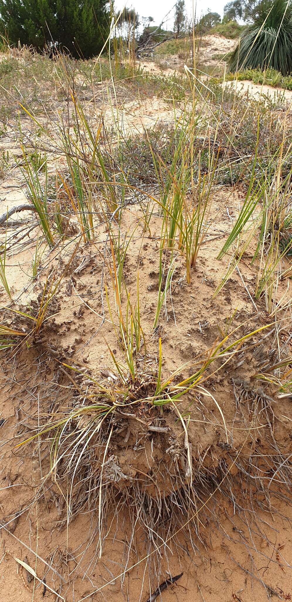 Sivun Lomandra leucocephala (R. Br.) Ewart kuva