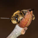 Image of Cresson's Andrena