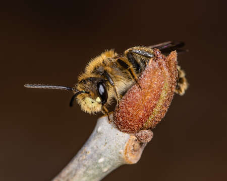 Image of Cresson's Andrena