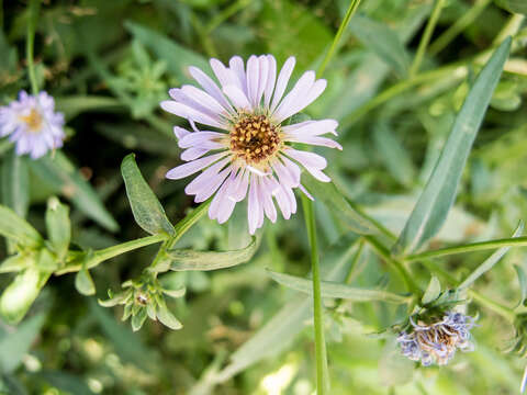 Image of hairy New York aster