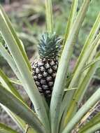 Image of Pineapples