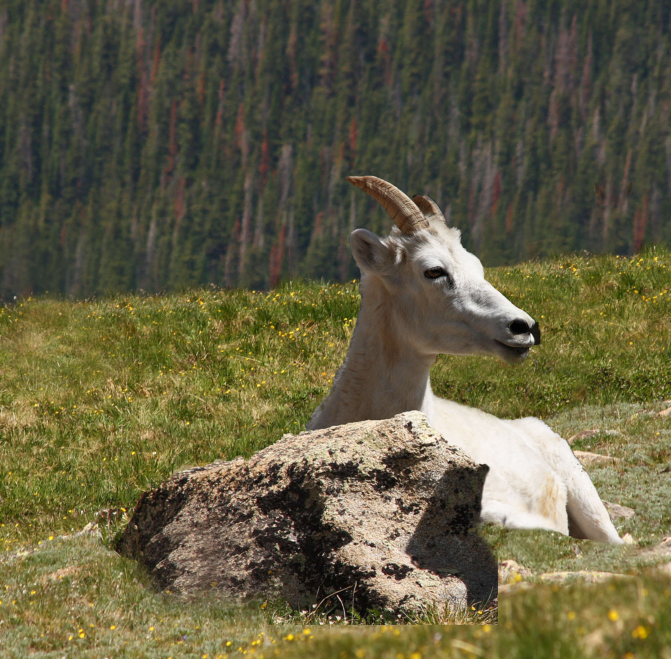 Image of Dall’s Sheep