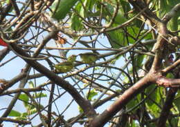 Image of Yellow-bellied Tyrannulet