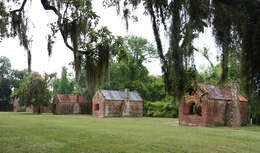 Image of Spanish moss