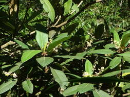 Image of Saurauia scabrida Hemsl.