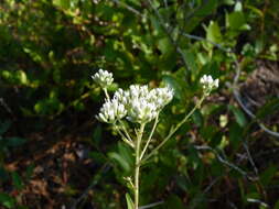 Image of rough boneset