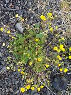 Слика од Potentilla crantzii (Crantz) Beck