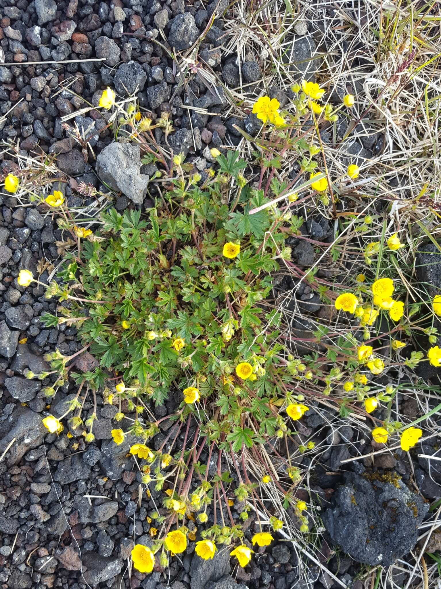 Слика од Potentilla crantzii (Crantz) Beck