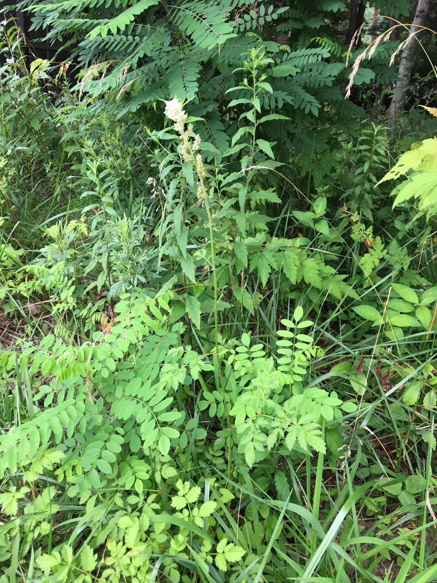 Image de Astilbe microphylla Knoll