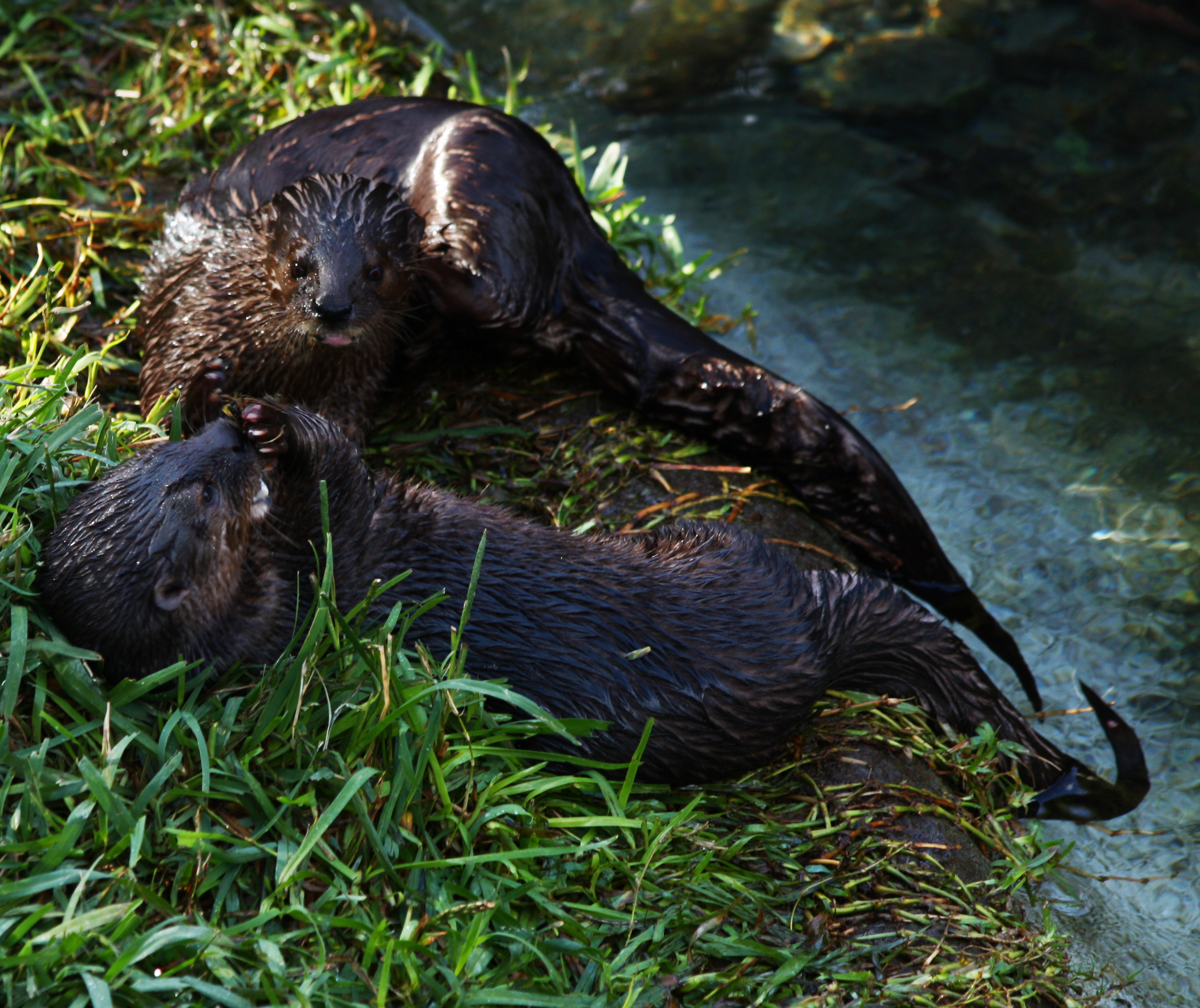 Spotted-necked otter media - Encyclopedia of Life