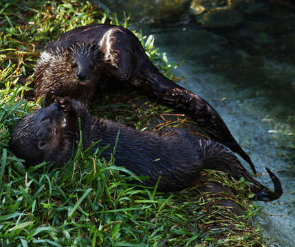 Image of Spotted-necked otter