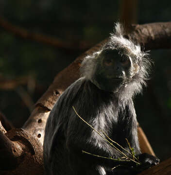 Image of Silvered Langur