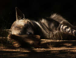 Image of Striped Hyena