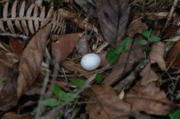 Image of Silky-tailed Nightjar