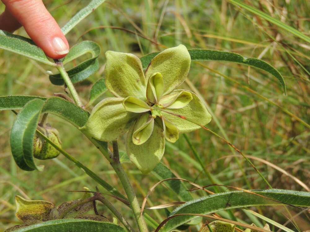 صورة Pachycarpus coronarius E. Mey.