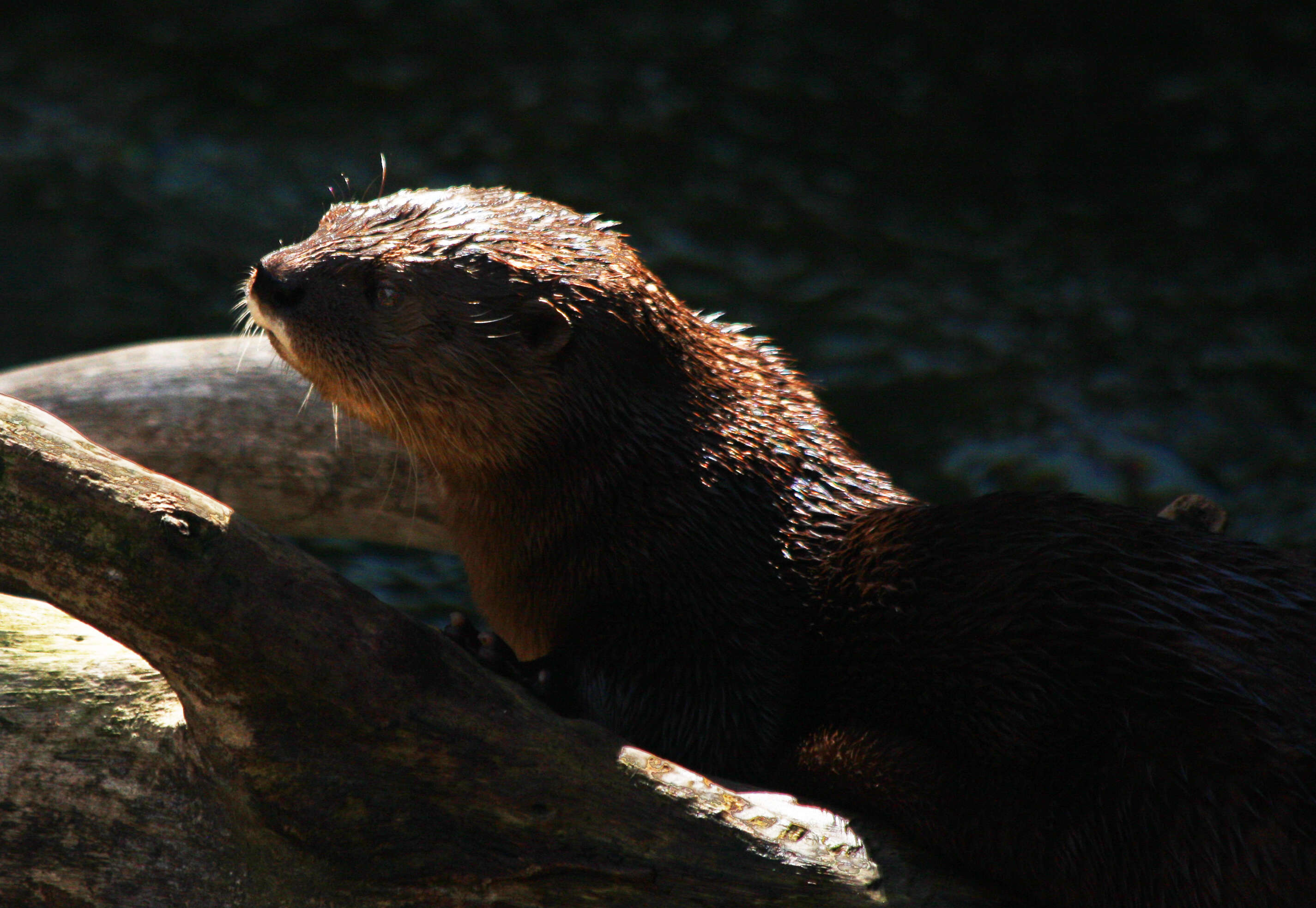 Image of Spotted-necked otter