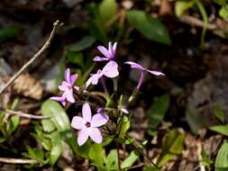 Image of creeping phlox