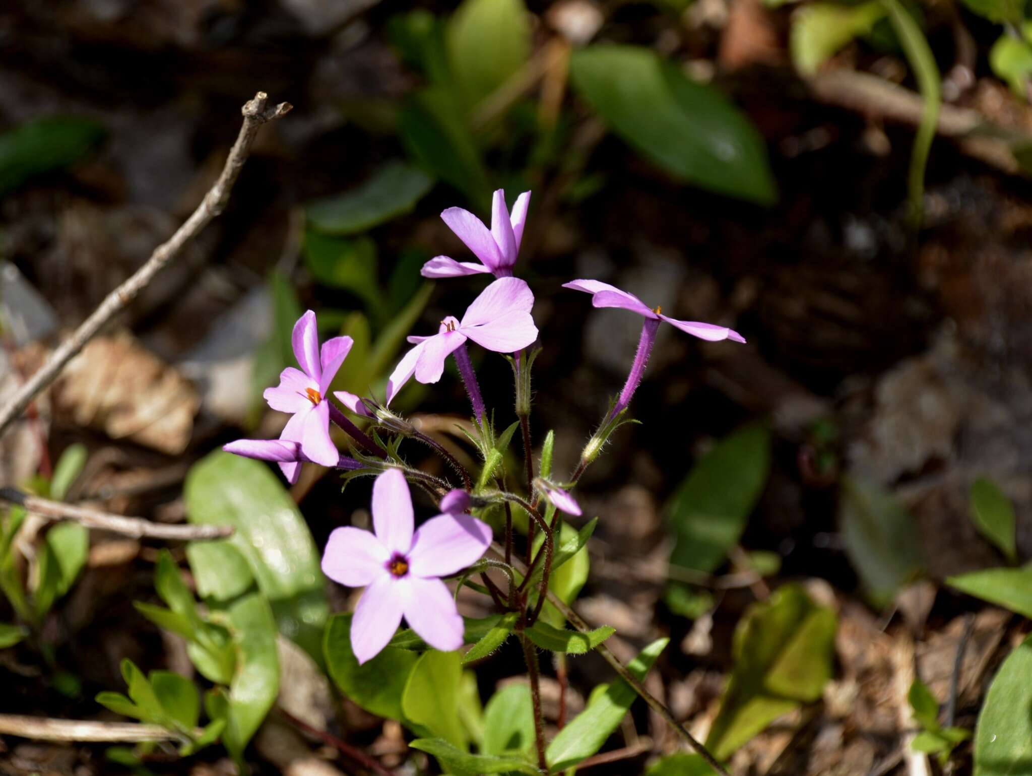 Image of creeping phlox