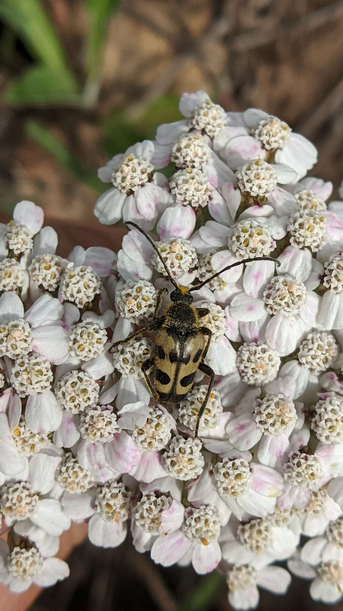 Image of Judolia instabilis (Haldeman 1847)