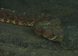 Image of Red Diamond Rattlesnake