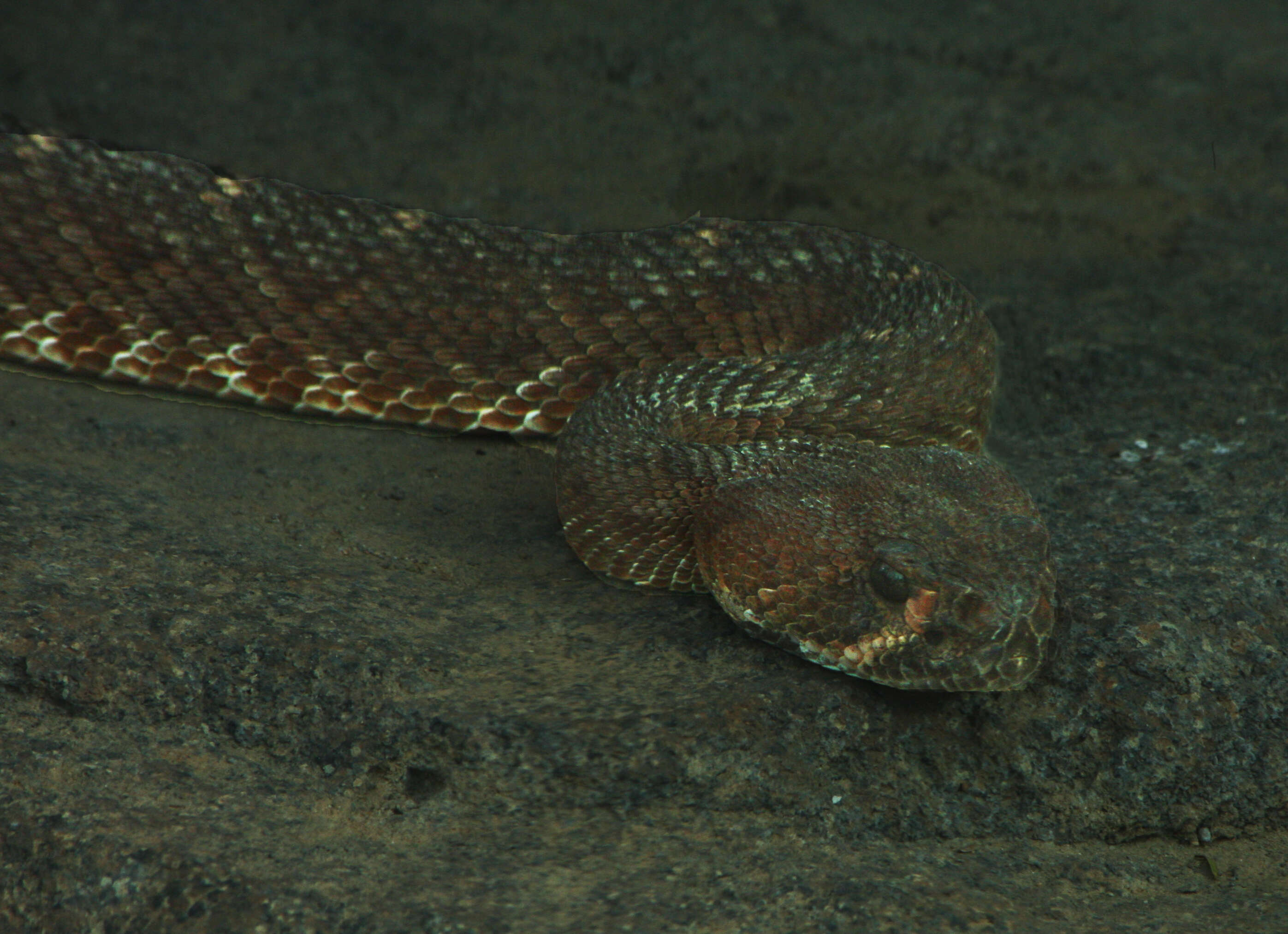 Image of Red Diamond Rattlesnake