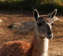 Image of Guanaco