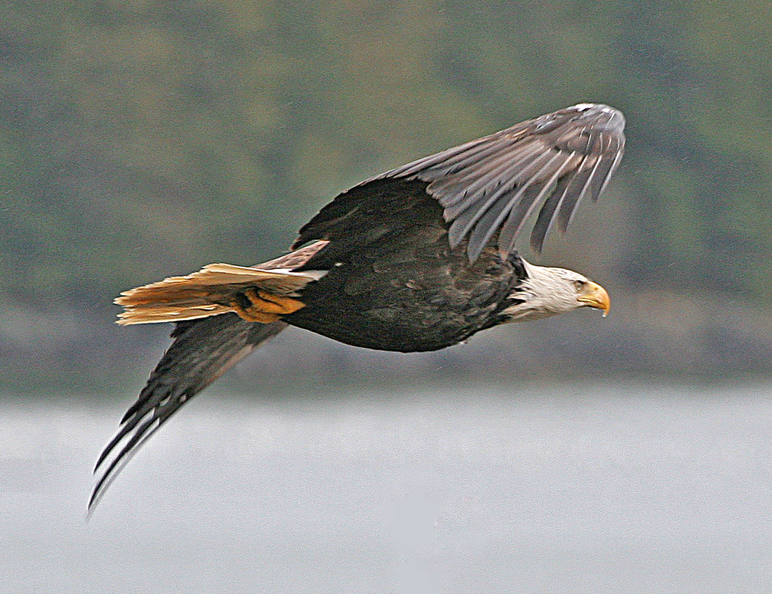 Image of Bald Eagle