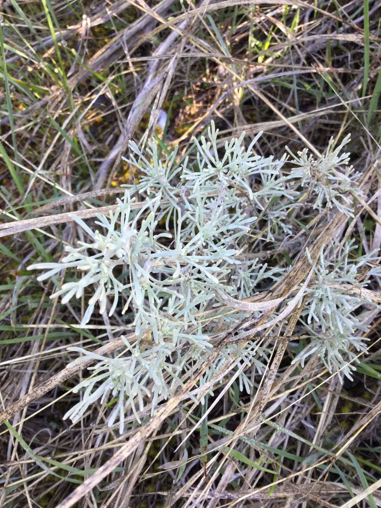 Image of threetip sagebrush