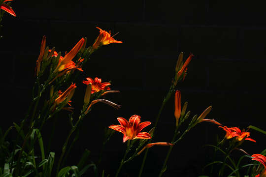 Image of orange daylily