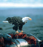 Image of Bald Eagle