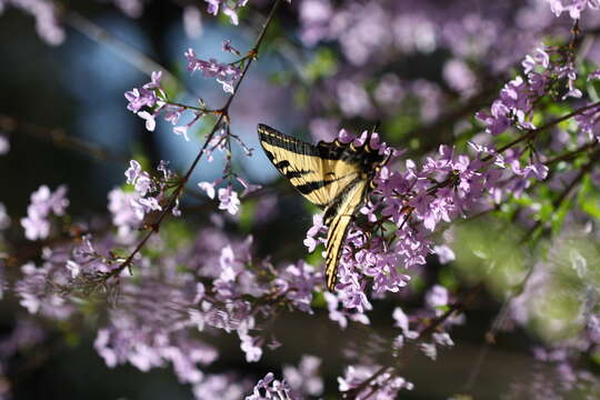 Image of Western Tiger Swallowtail