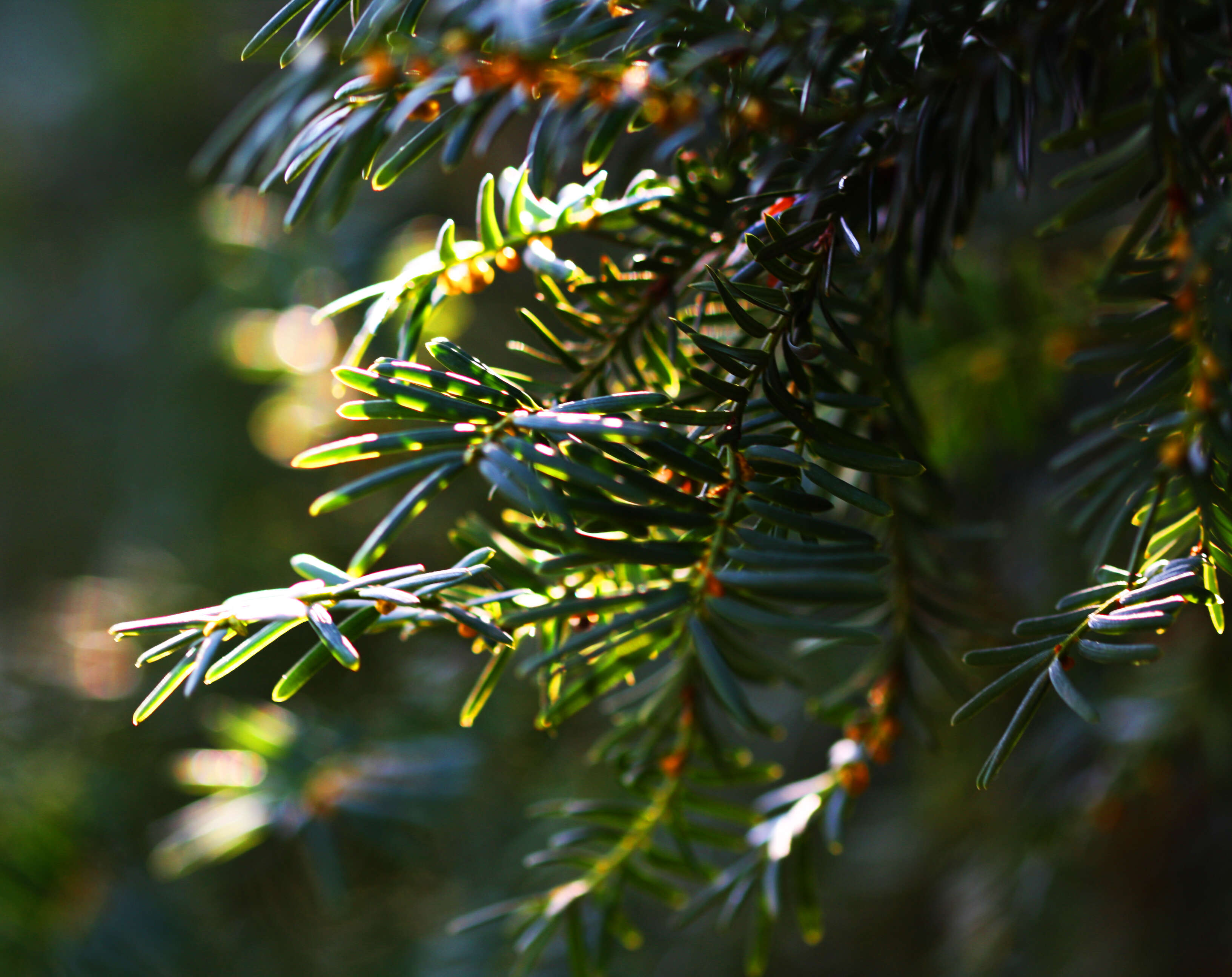 Image of English yew