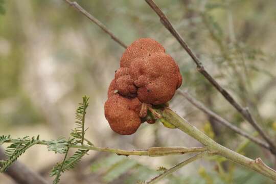 Image of Uromycladium murphyi