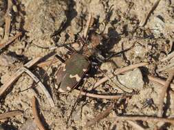 Image of Cicindela (Cicindela) sylvicola Dejean 1822