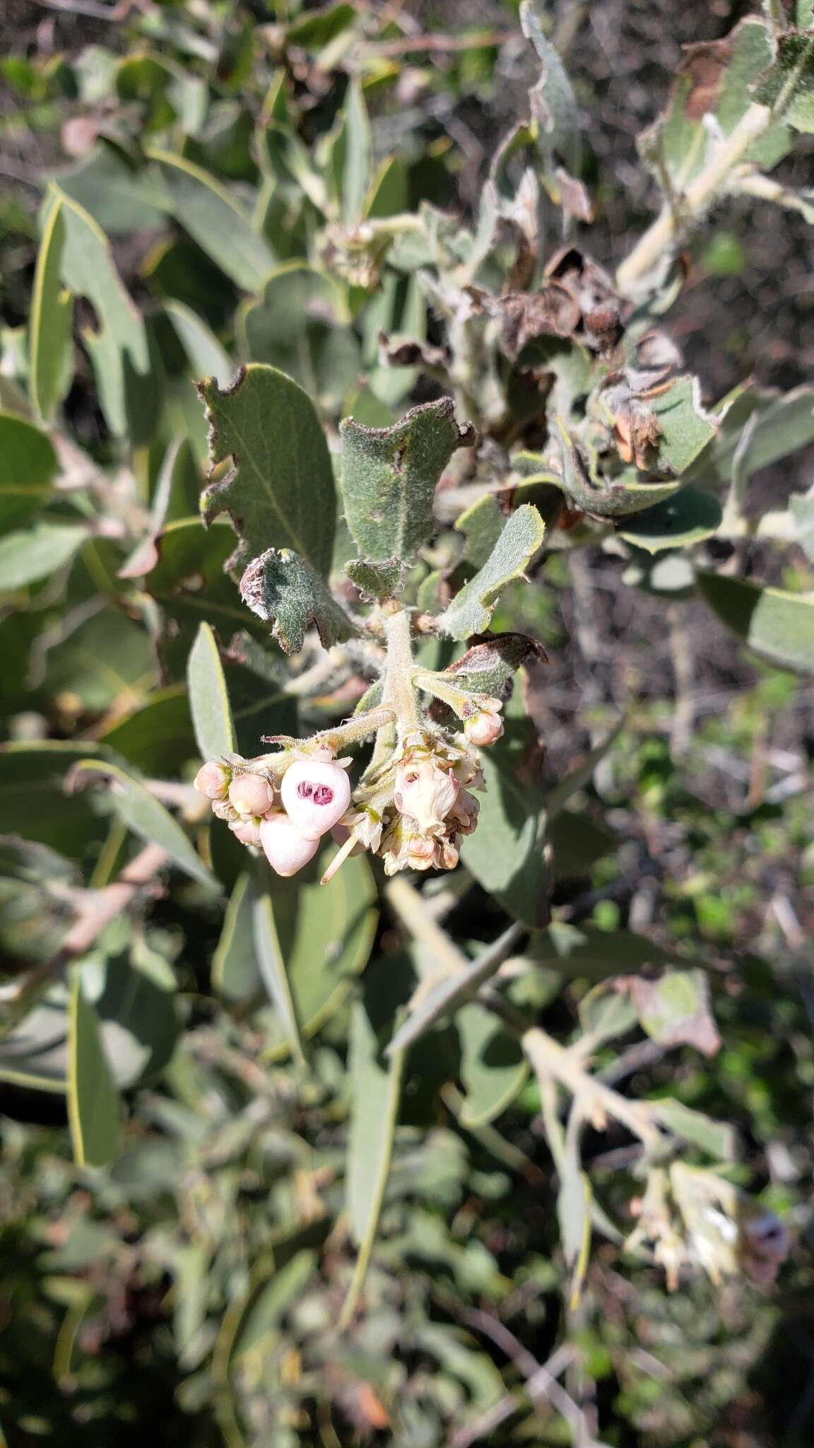 Imagem de Arctostaphylos glandulosa subsp. mollis (J. E. Adams) P. V. Wells