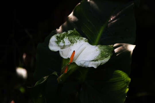 Image of Arum lily