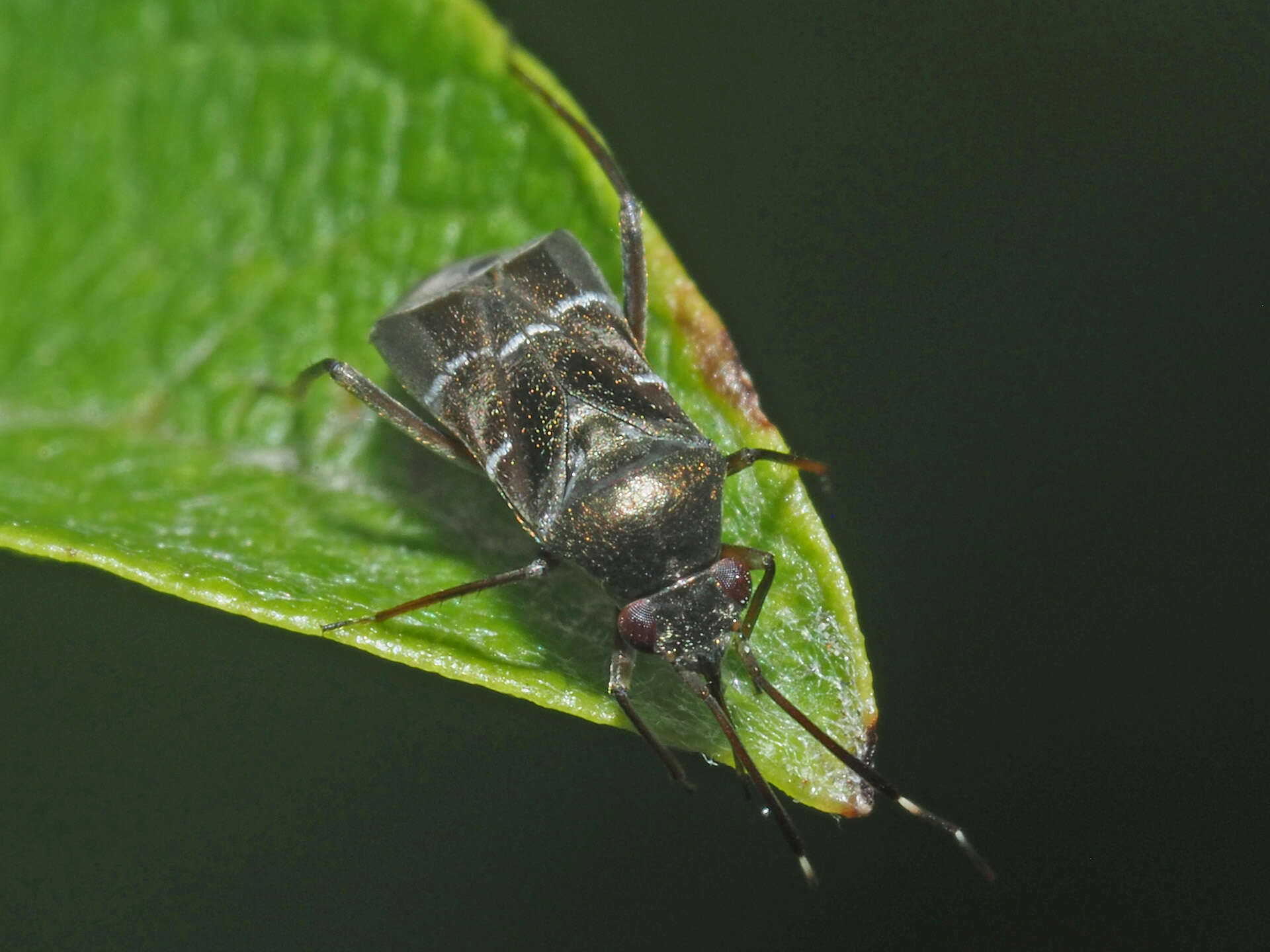 Image of Leaf bug