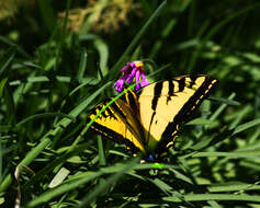 Image of Western Tiger Swallowtail